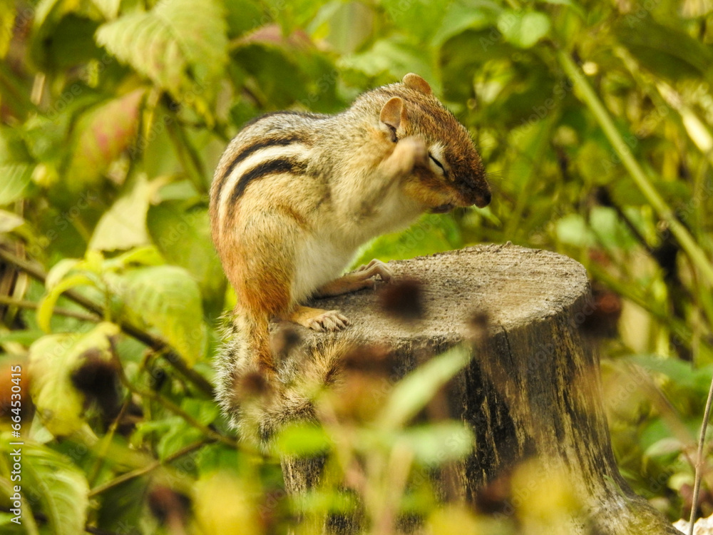Little chipmunk grooming himself on a cut log looking very expressive