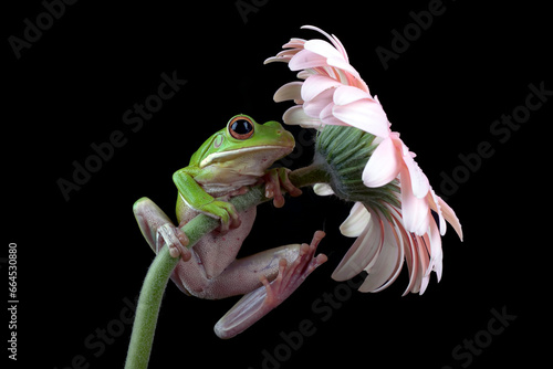 Green tree frog climbs a flower