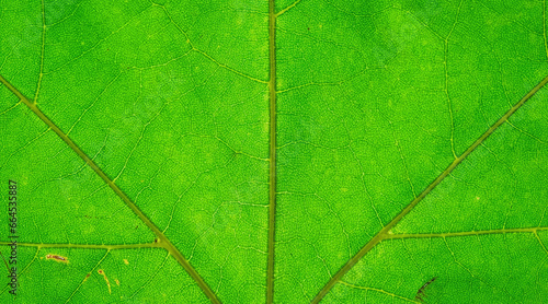 leaf texture © Serhii