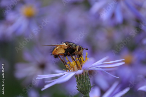 Tachinaire hérissonne (Tachina fera)
Tachina fera on an unidentified flower or plant photo