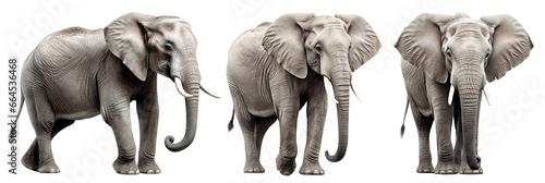 Set of elephants cut out © Yeti Studio