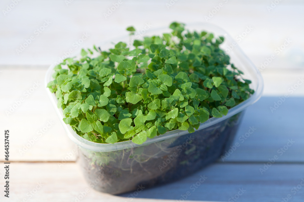 Chia Sprouting Microgreen. Sprouted Seeds Germination at home. Vegan and healthy eating concept. plastic box. Chia Sprouting Microgreen. Sprouted Seeds Germination at home. Vegan and healthy eating concept. plastic box.