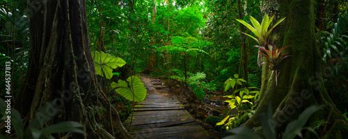 Large tree in the jungle with a bromeliad on its trunk