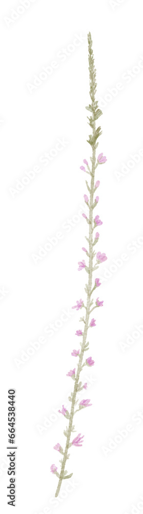 Watercolor purple meadow flower isolated on white background