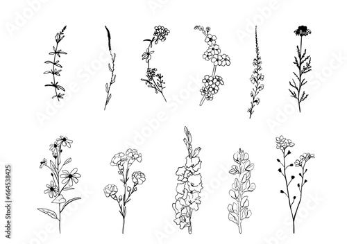 Doodle set of flowers and herbs for design