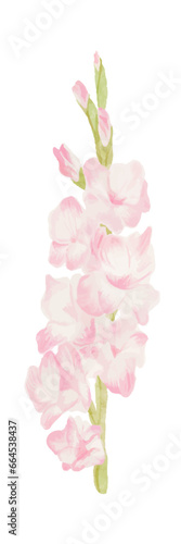 Watercolor pink gladiola flower isolated on white background