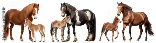 Foto Set of horses with foals, cut out