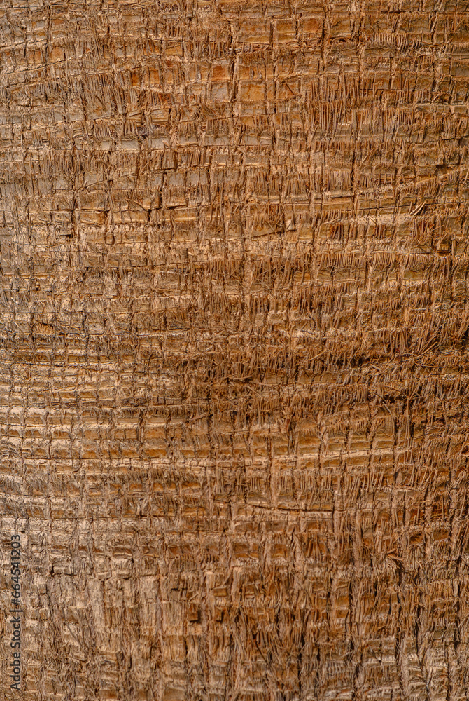 coconut tree trunk as background 2 coconut tree trunk as background 2