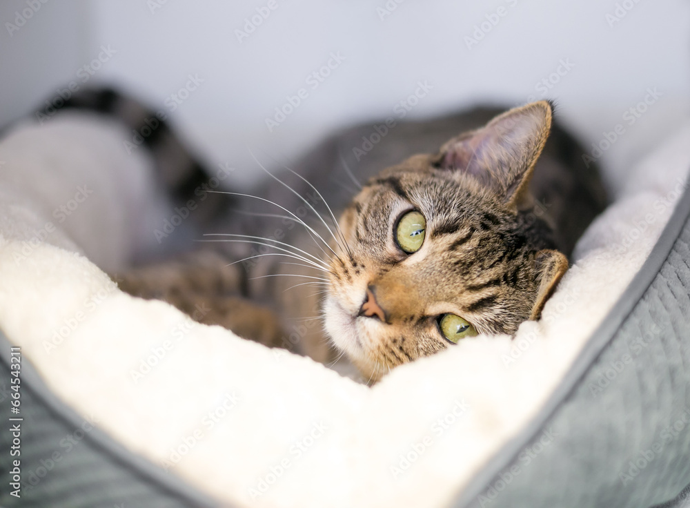 A tabby shorthair cat lying down in a comfortable pet bed and looking at the camera - obrazy, fototapety, plakaty 