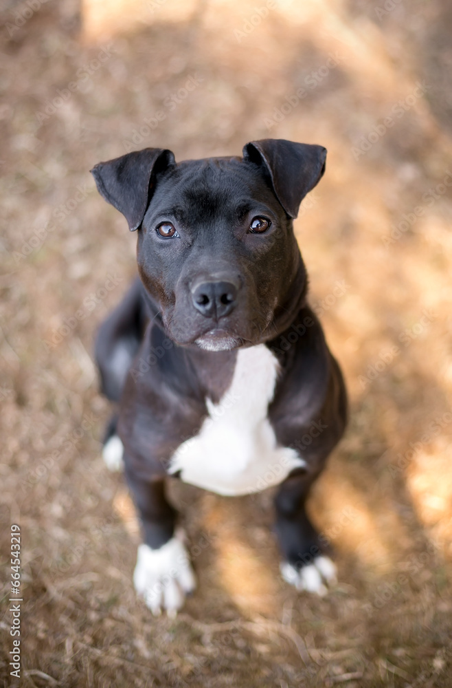 A young black and white Pit Bull Terrier mixed breed dog with floppy ears looking up at the camera