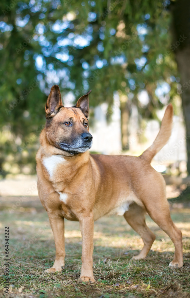A German Shepherd mixed breed dog standing outdoors looking alert
