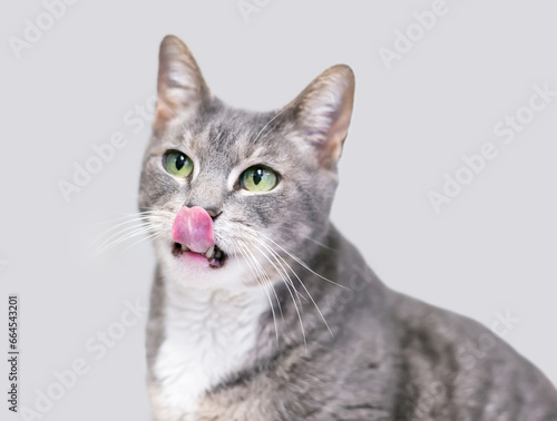 A gray and white tabby shorthair cat with green eyes licking its lips