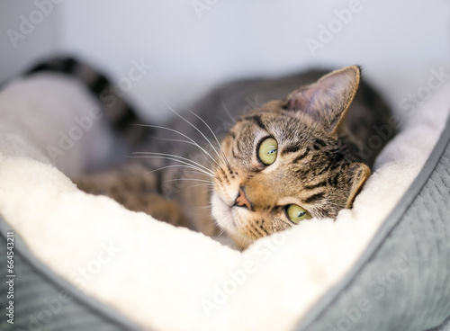 A tabby shorthair cat lying down in a comfortable pet bed and looking at the camera