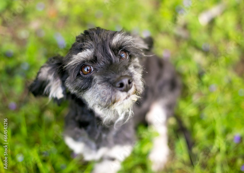 Wallpaper Mural A cute Shih Tzu x Cocker Spaniel mixed breed dog sitting outdoors Torontodigital.ca