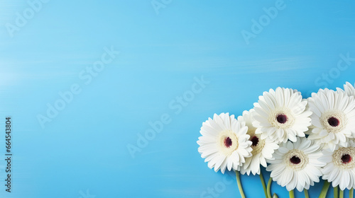 minimalistic blue background with gerberas  top view with empty copy space