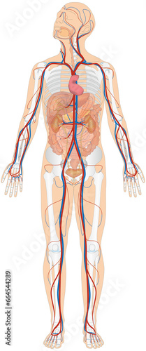 Grafik der Anatomie des Menschen - Verdauungsorgane, Skelett und Blutgefäße Blutgefäßsystem mit Herz - Körperkreislauf bzw. großer Blutkreislauf