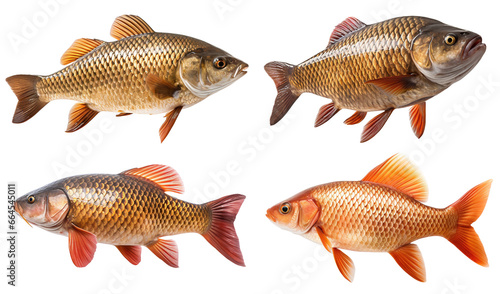 Set of common Carp fish isolated on white background