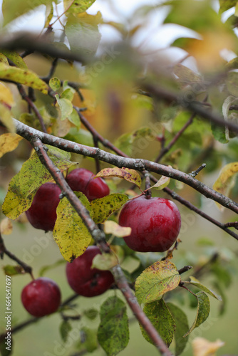  Apple hanging on the branch in the apple orchad during autum. Big red delicious apple on a tree branch in the fruit garden at Fall Harvest. Autumn cloudy day, soft shadow.