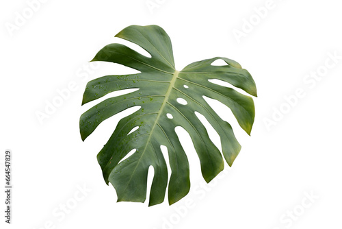Philodendron plant grow in rain forest, transparency background in PNG file