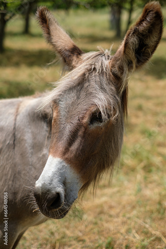 Animal portrait of a donkey mammal on pasture