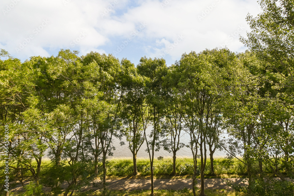 some trees in the middle of a grassy area with blue sky and white clouds above them, on a sunny day some trees in the middle of a grassy area with blue sky and white clouds above them, on a sunny day