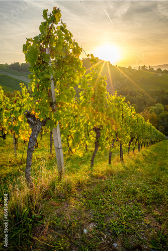 Morning sunrise wit sun star in german vineyard landscape