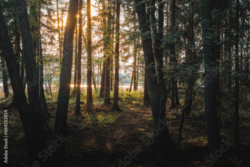 Sunset or sunrise in the pine forest. Beautiful autumn landscape.