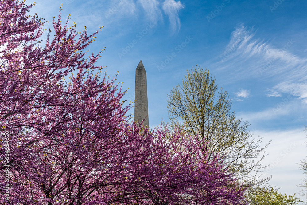 Washington monument on the National Mall in Washington, D.C, USA and Colorful Cherry blossom trees in spring