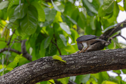 A Shikra