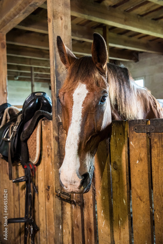 The horse peeking out of the stall. Brown horse in the stable