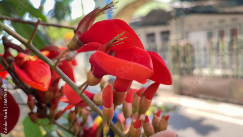 Red flowers of Erythrina fusca tree or bunga cangkring bloom beutifully during the day