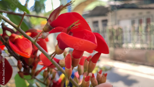 Red flowers of Erythrina fusca tree or bunga cangkring bloom beutifully during the day photo