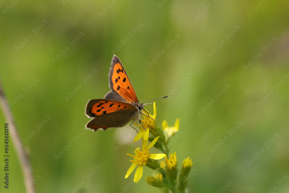 Fototapeta premium Cuivré commun --- Bronzé (Lycaena phlaeas) Lycaena phlaeas on an unidentified flower or plant