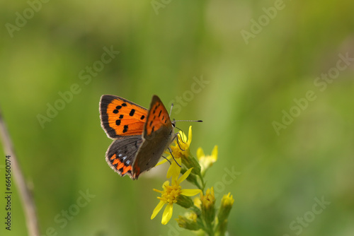 Cuivré commun --- Bronzé (Lycaena phlaeas) Lycaena phlaeas on an unidentified flower or plant