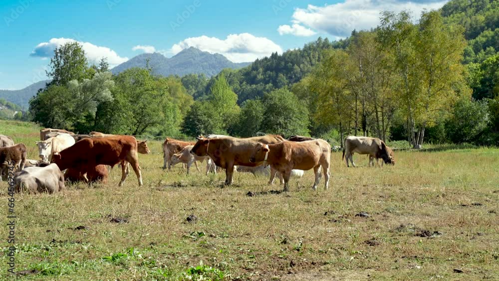 Tranquil Pyrenean Cow Pasture in Slow Motion Tranquil Pyrenean Cow Pasture in Slow Motion
