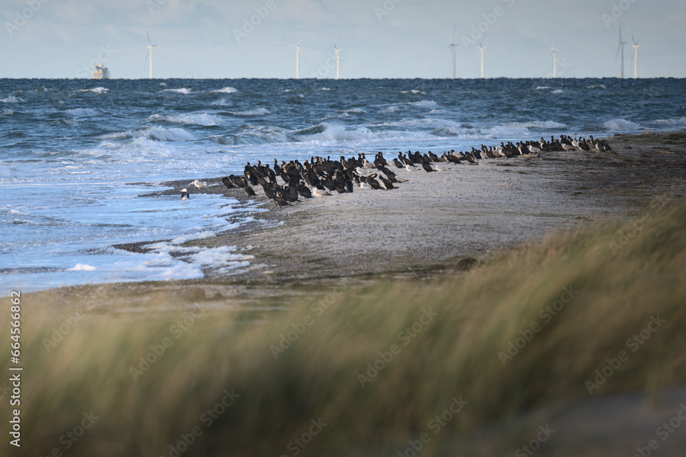 Vogelkolonie am Ostseestrand Vogelkolonie am Ostseestrand