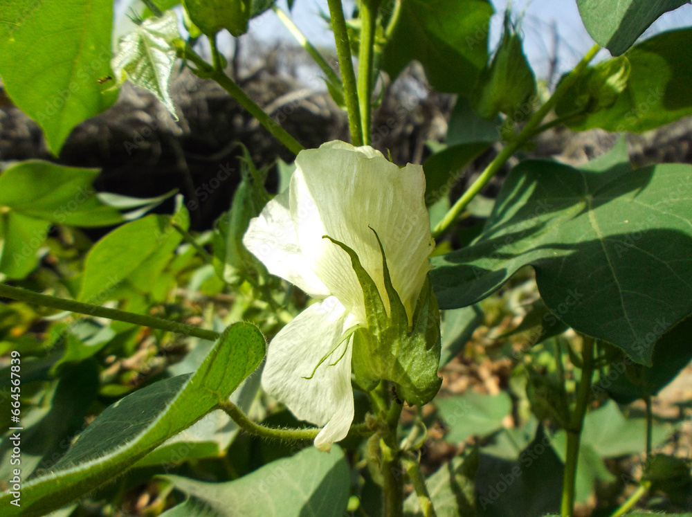 Ladyfinger flower plant leaf in the garden Ladyfinger flower plant leaf in the garden