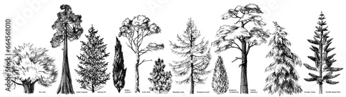 Coniferous trees of different types