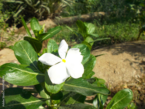 White Periwinkle flower in garden. nature flora plant leaf grass blossom