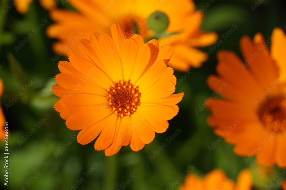 Orange calendula flowers among green grass Orange calendula flowers among green grass