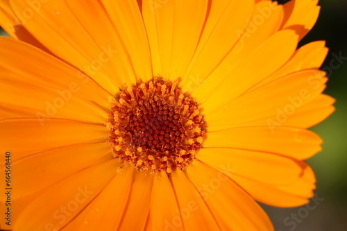 Abstract background from part of orange calendula flower