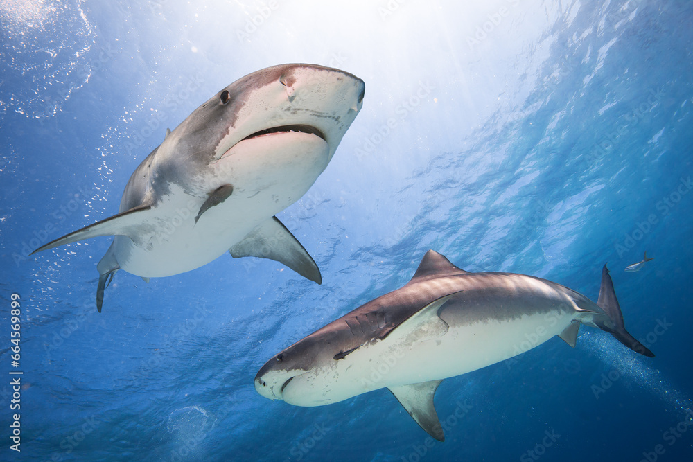 Fototapeta premium Tiger sharks, Caribbean sea, Bahamas. 
