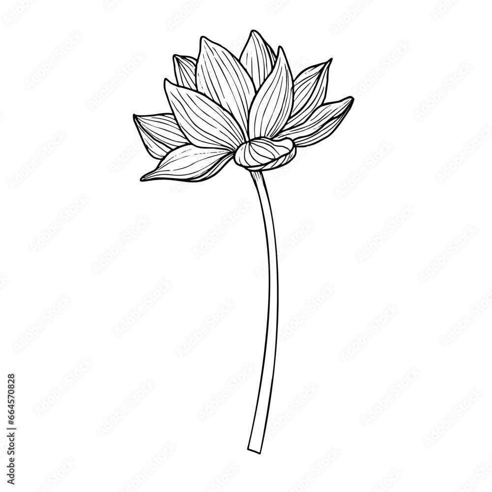 Lotus flower in line art style. Hand drawn vector illustration of asian water lily in black and white colors for spa or Zen design. Drawing of floral tattoo painted by inks. Symbol of purity. Lotus flower in line art style. Hand drawn vector illustration of asian water lily in black and white colors for spa or Zen design. Drawing of floral tattoo painted by inks. Symbol of purity.