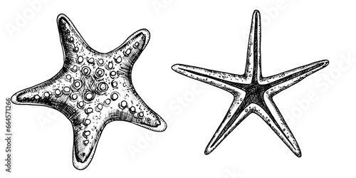 Starfish vector illustrations set. Hand drawn drawing of Star Fish in black and white colors. Undersea sketch of seashell for icon or logo in outline style. Monochrome line art etching of sea shell.