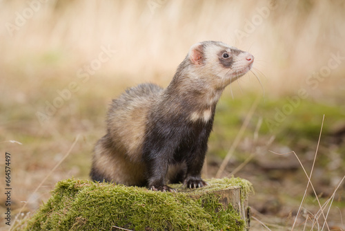 Standard color ferret posing on forest pathway and stump