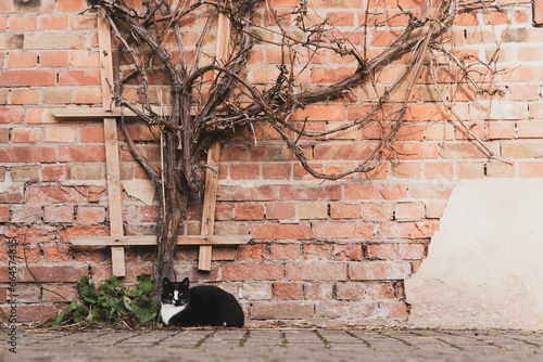 Katze vor Ziegelwand