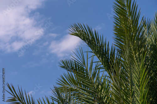 tropical palm trees on a sunny autumn day 5