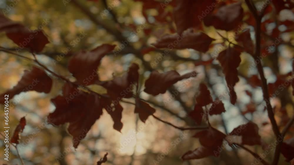 Smooth movement runs the leaves Smooth movement runs the leaves