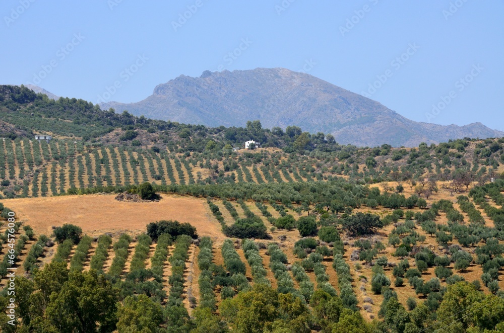 Paisaje de olivos en Tolox, provincia de Málaga