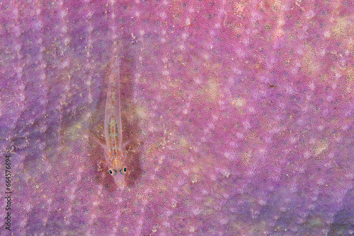 A transparent, soft coral ghost goby on a pink sponge. Photographed in Romblon in the Philippines. photo